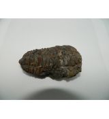 Trilobit 1