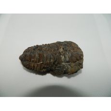Trilobit 1