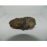 Trilobit 1