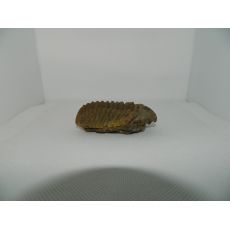 Trilobit 2