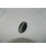 Ortoceras 1