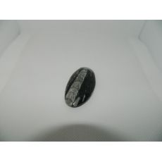 Ortoceras 1