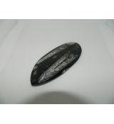 Ortoceras 2