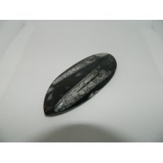 Ortoceras 2